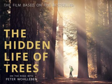 The Hidden Life of Trees