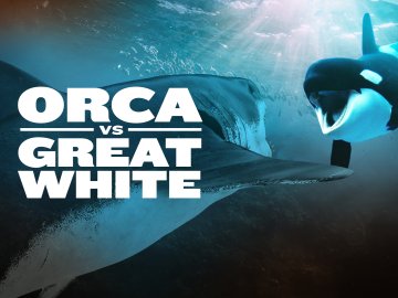 Orca vs. Great White