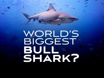 World's Biggest Bull Shark?