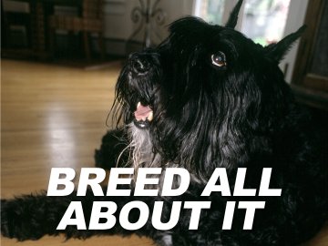 Breed All About It