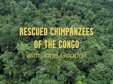 Rescued Chimpanzees of the Congo with Jane Goodall Special