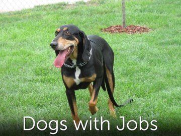 Dogs With Jobs