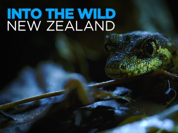 Into the Wild New Zealand