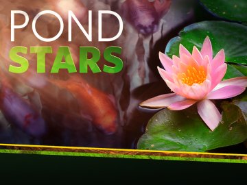 Pond Stars