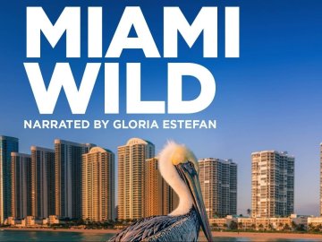 Miami Wild