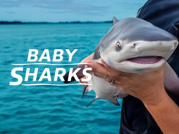 Baby Sharks