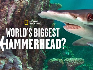 World's Biggest Hammerhead?