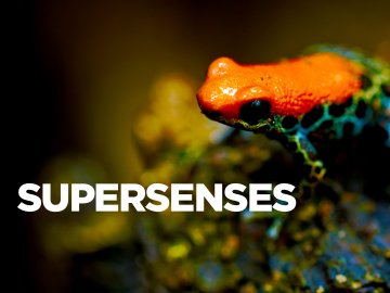 Supersenses