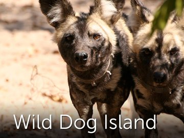 Wild Dog Island