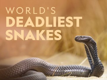 World's Deadliest Snakes