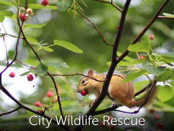 City Wildlife Rescue