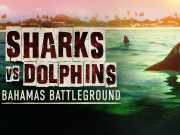 Sharks vs. Dolphins: Bahamas Battleground