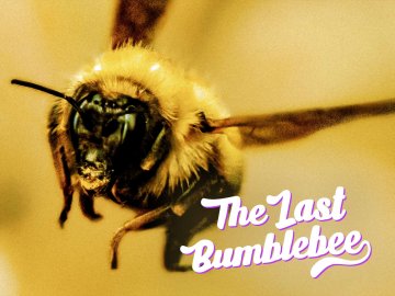 The Last Bumblebee