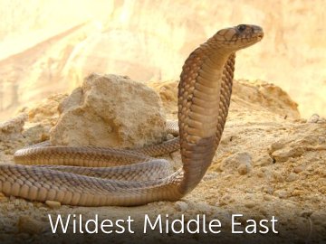 Wildest Middle East
