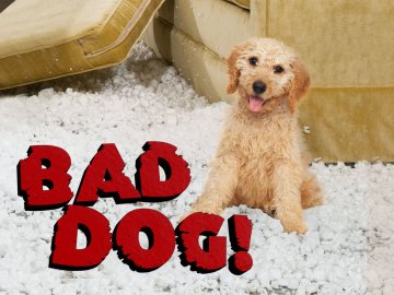 Bad Dog!