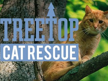 Treetop Cat Rescue