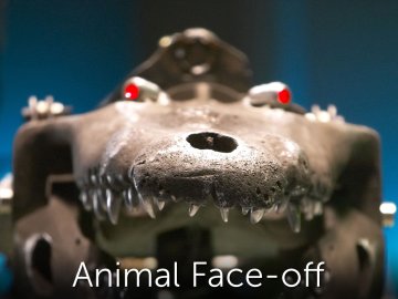 Animal Face-off