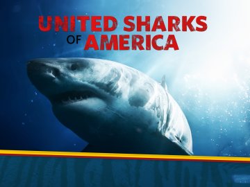 United Sharks of America