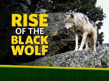 The Rise of Black Wolf