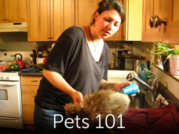 Pets 101