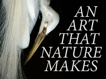 An Art That Nature Makes: The Work of Rosamond Purcell