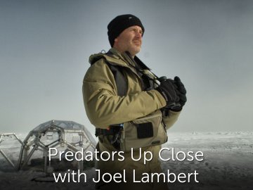 Predators Up Close with Joel Lambert