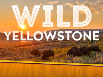 Wild Yellowstone