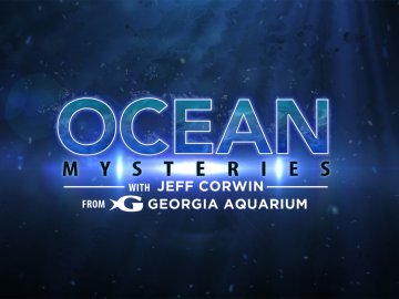 Ocean Mysteries With Jeff Corwin