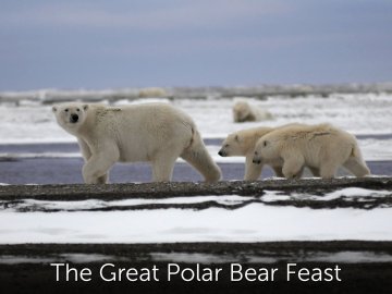 The Great Polar Bear Feast