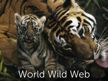 World Wild Web