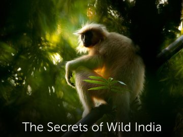 The Secrets of Wild India