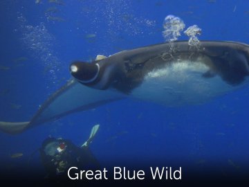 Great Blue Wild