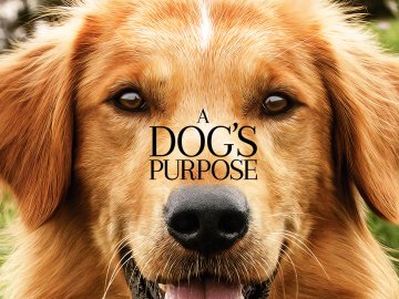 A Dog's Purpose