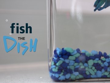 Fish the Dish