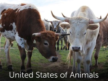 United States of Animals