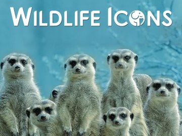 Wildlife Icons