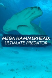 Mega Hammerhead