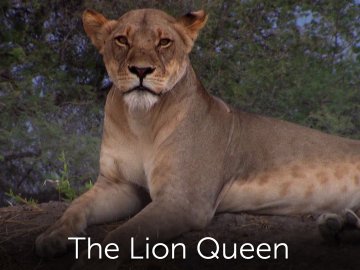 The Lion Queen