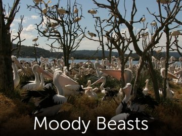 Moody Beasts