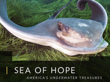 Sea of Hope: America's Underwater Treasures