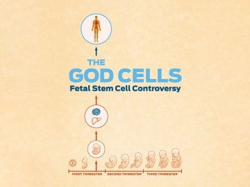 The God Cells: A Fetal Stem Cell Journey