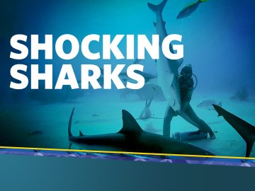 Shocking Sharks