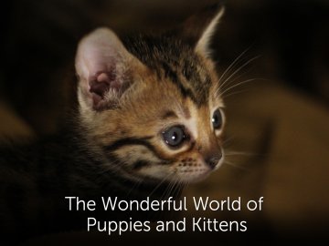 The Wonderful World of Puppies and Kittens