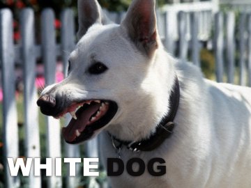 White Dog