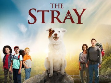 The Stray