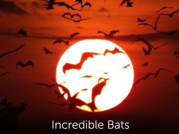 Incredible Bats