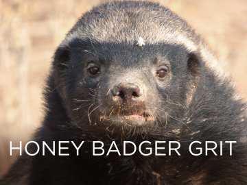 Honey Badger Grit