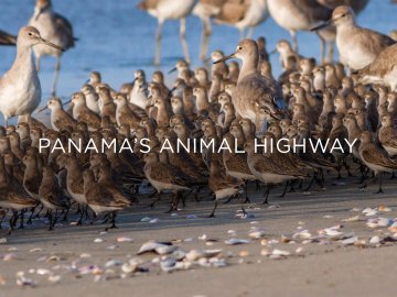 Panama's Animal Highway