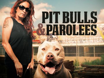 Pit Bulls & Parolees: Waiting for a Forever Home