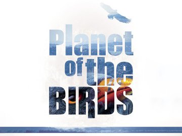 Planet of the Birds